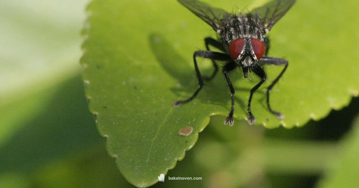 Crispy Oven Wings - Bake In Oven