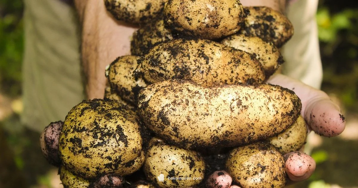 Baked Potato Guide - Bake In Oven