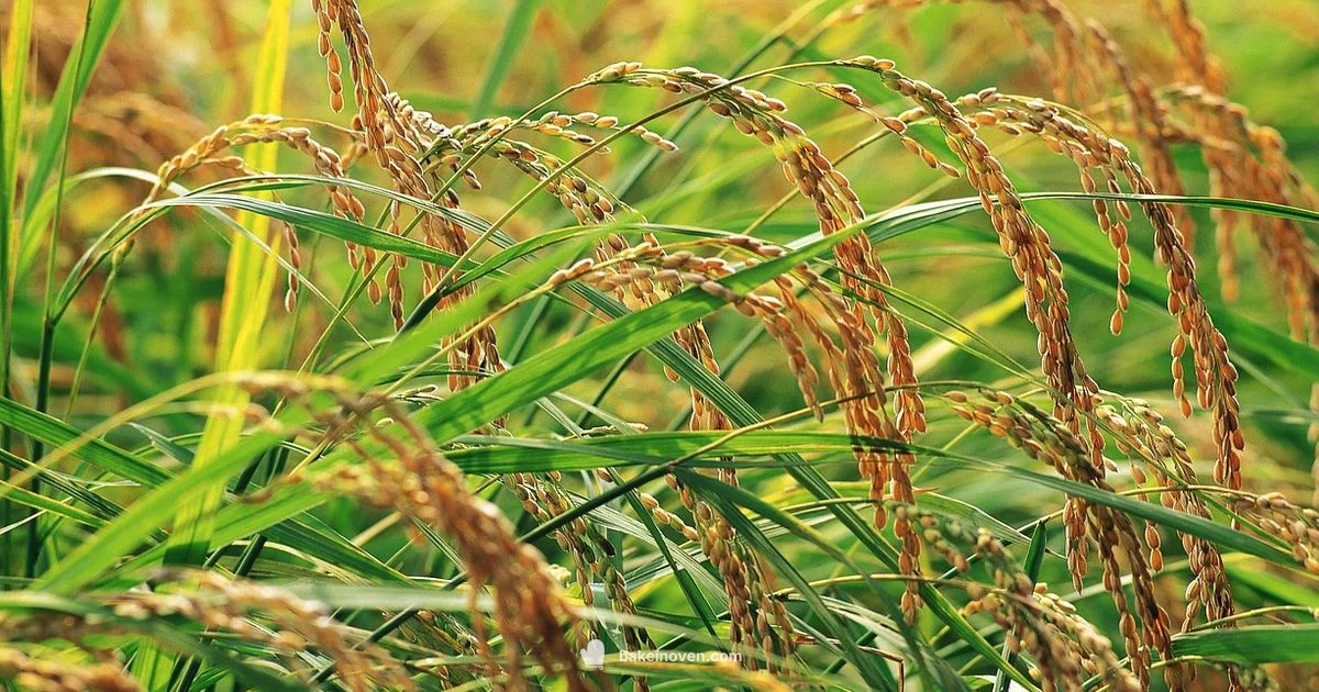 Rice Bake Guide Rice Bake Guide - Bake In Oven