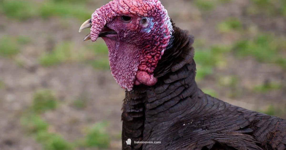 Oven Turkey Timing - Bake In Oven