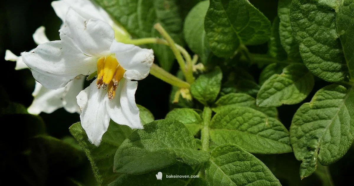 Baked Potato Guide - Bake In Oven