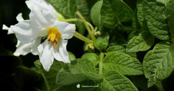 Baked Potato Guide - Bake In Oven