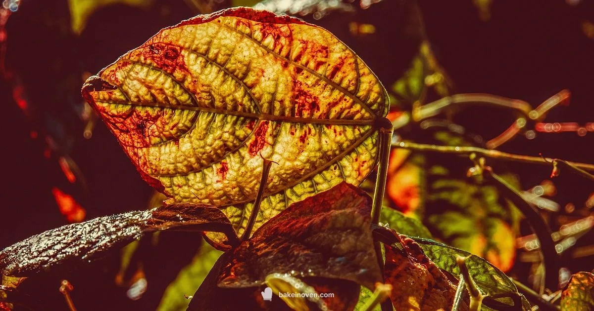 Gas from Beans - Bake In Oven