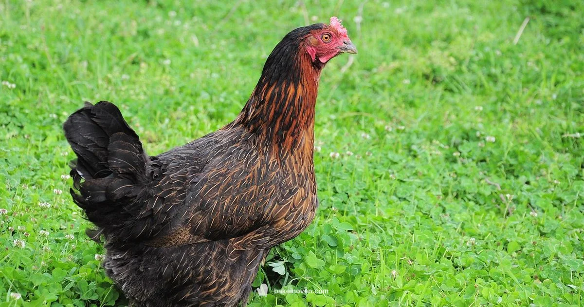 Fix Chewy Chicken Fix Chewy Chicken - Bake In Oven