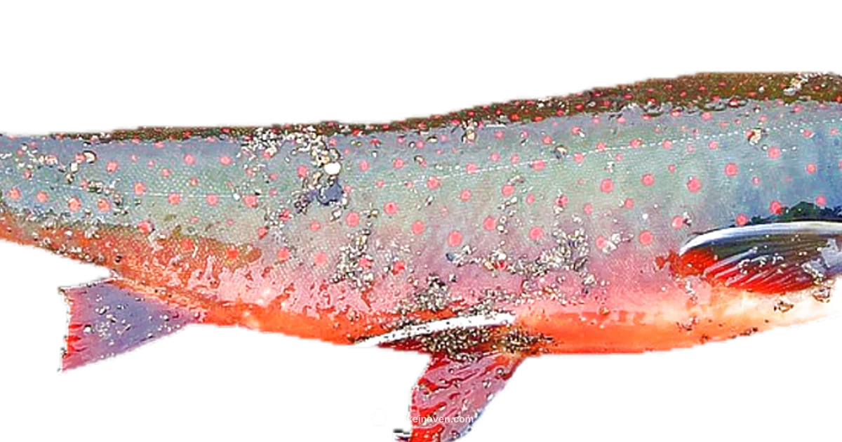 Salmon Bake & Broil Salmon Bake & Broil - Bake In Oven