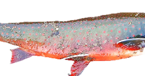 Salmon Bake & Broil - Bake In Oven