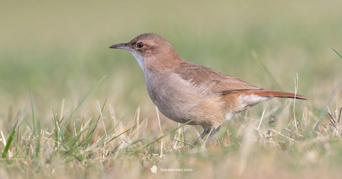 Baker Mayfield Profile - Bake In Oven