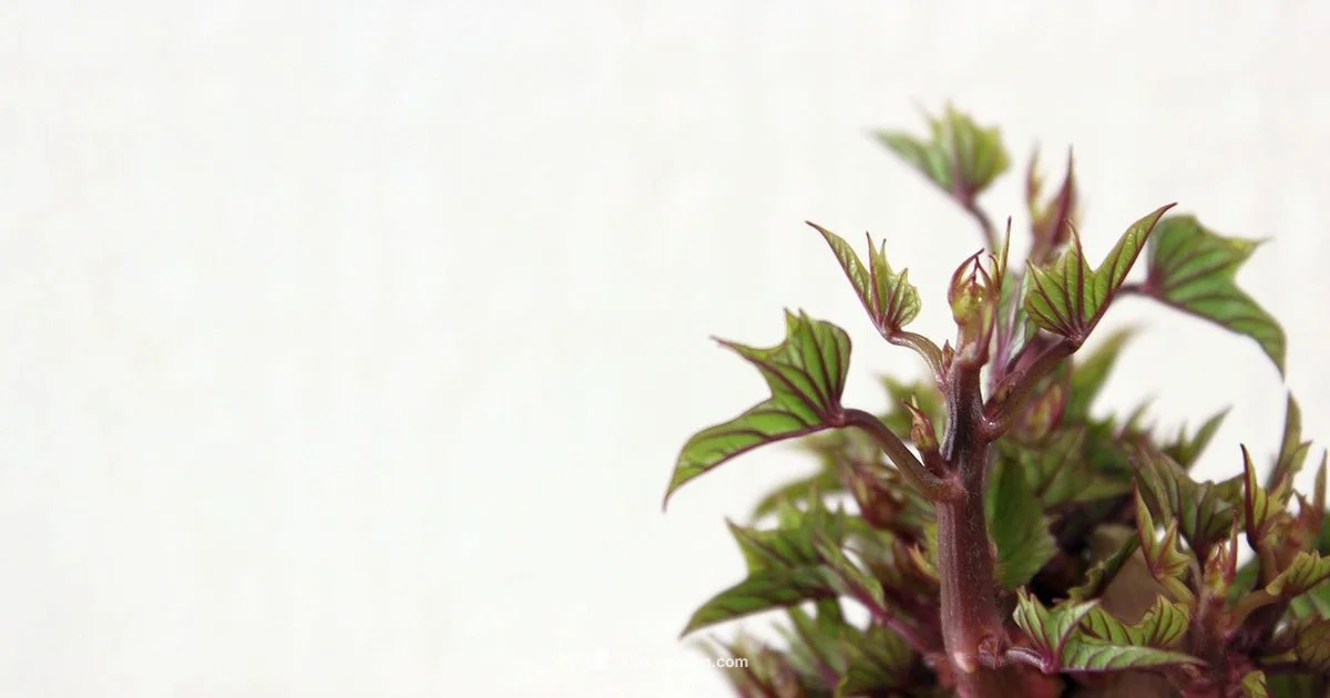 Bake Sweet Potato Guide Bake Sweet Potato Guide - Bake In Oven