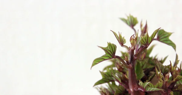 Bake Sweet Potato Guide - Bake In Oven