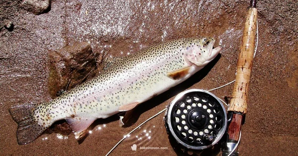 Top Trout Bait Picks - Bake In Oven