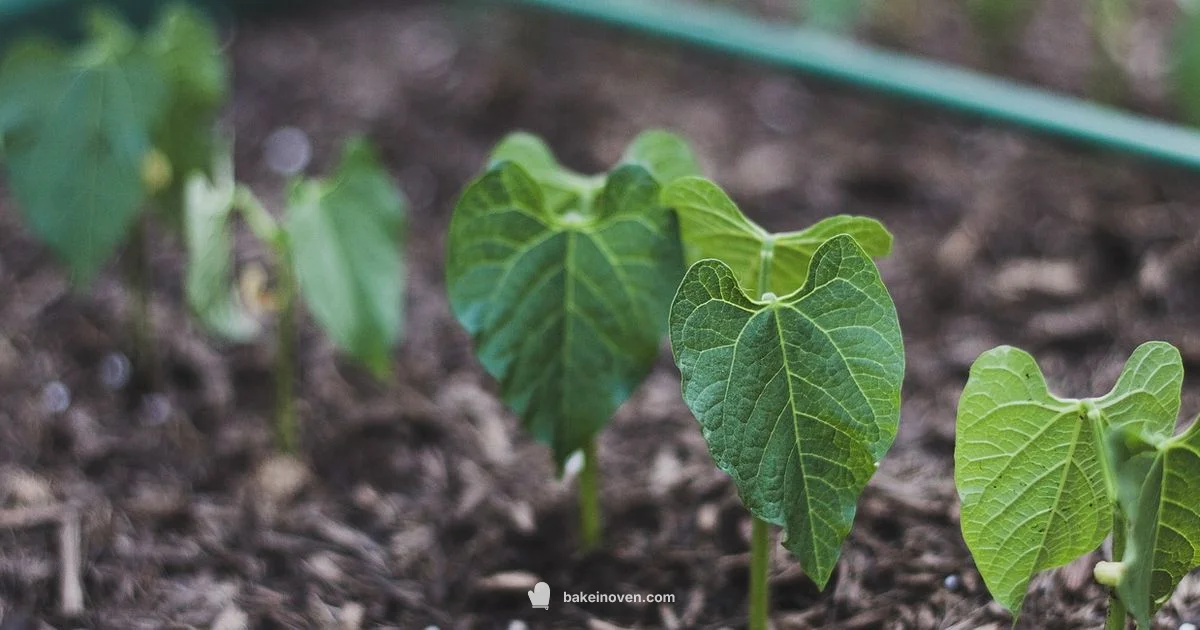 Beans for a Crowd Beans for a Crowd - Bake In Oven
