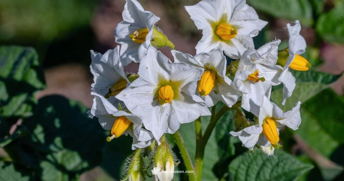 Crispy Baked Potatoes Crispy Baked Potatoes - Bake In Oven