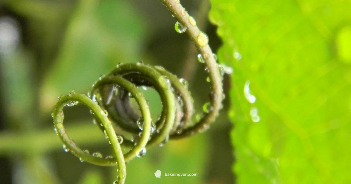 Grow Bean Plants - Bake In Oven